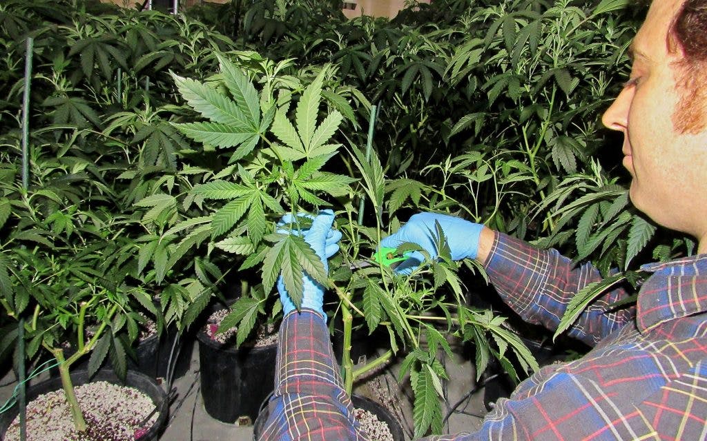 taking cannabis clones
